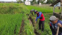 Guna Optimalkan Produksi Padi, Babinsa Dan Petani Resapombo Sinergi Bersihkan Lahan Pertanian