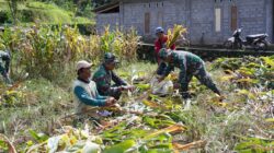 Dukung Ketahanan Pangan, Anggota Satgas TMMD Bantu Warga Panen Jagung