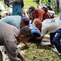 Dari Limbah Jadi Berkah: RPHP Bayu Perkasa Integrasikan Pertanian dan Peternakan