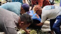 Dari Limbah Jadi Berkah: RPHP Bayu Perkasa Integrasikan Pertanian dan Peternakan