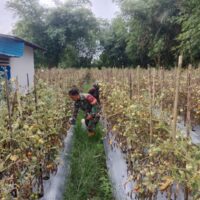 Babinsa Sertu Supono Turun ke Kebun, Bantu Warga Panen Tomat
