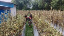 Babinsa Sertu Supono Turun ke Kebun, Bantu Warga Panen Tomat