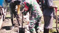 Perkokoh Kemanunggalan, Babinsa Koramil Kokonao Bersama Warga Binaan Gotong Royong Cor Jalan Gereja
