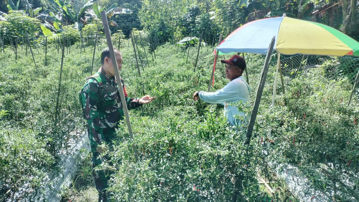 Babinsa Hadir di Tengah Petani, Panen Cabe Jadi Bukti Kemanunggalan TNI–Rakyat