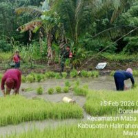Dukung Ketahanan Pangan, Babinsa Koramil 03/Maba Bantu Petani Siapkan Bibit Padi