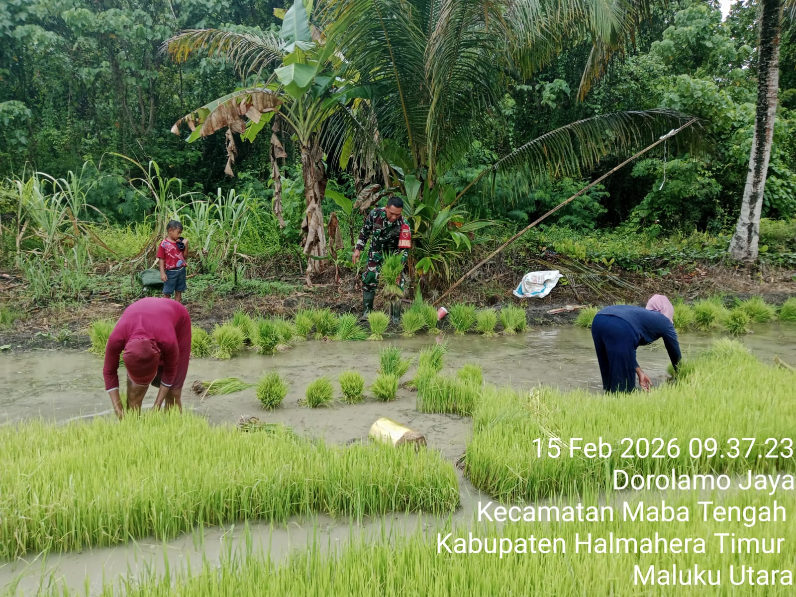 Dukung Ketahanan Pangan, Babinsa Koramil 03/Maba Bantu Petani Siapkan Bibit Padi