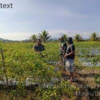 Melalui Komsos, Babinsa Koramil 02/Wasile Dukung Produktivitas Petani Cabai