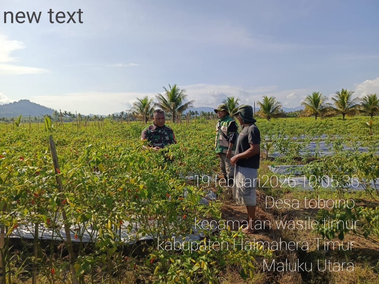 Melalui Komsos, Babinsa Koramil 02/Wasile Dukung Produktivitas Petani Cabai