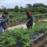 Babinsa Hadir di Tengah Petani, Bantu Rawat Kebun Sayur Desa Tabu Darat