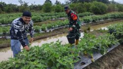 Babinsa Hadir di Tengah Petani, Bantu Rawat Kebun Sayur Desa Tabu Darat