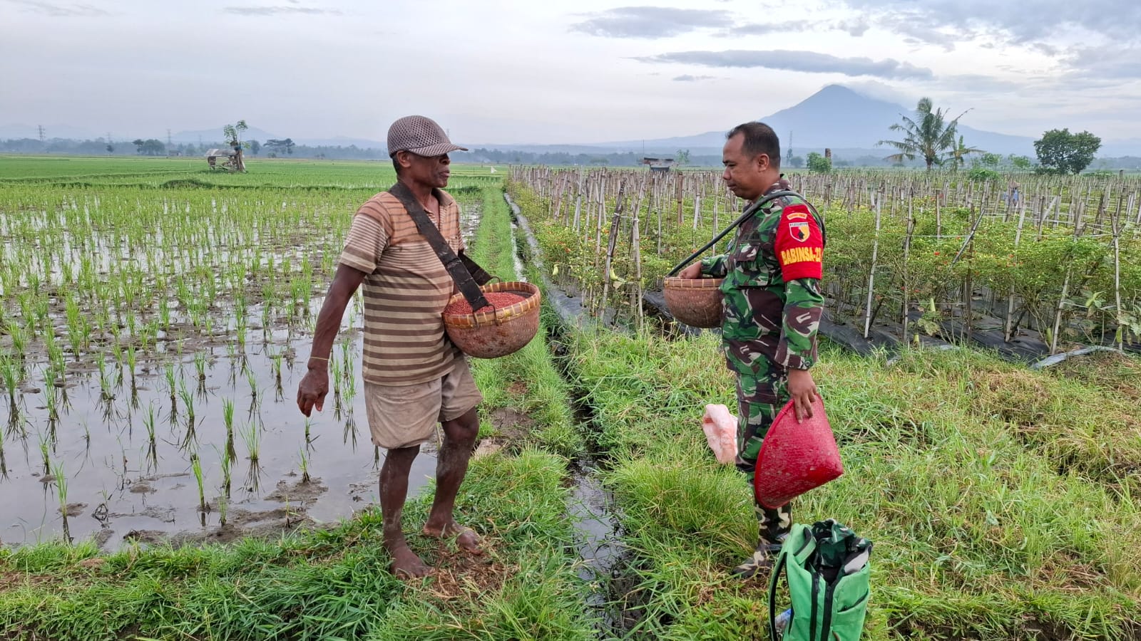Antisipasi Darurat Pangan Nasional, Koramil Gading Melakukan Pendampingan Antisipasi Darurat Pangan Nasional, Koramil Gading Melakukan Pendampingan