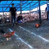 Diduga Ada Oknum APH Terlibat Judi Sabung Ayam di Morowali?