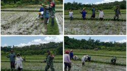 Dukung Ketahanan Pangan, Babinsa Kodim 1505/Tidore Dampingi Petani Tanam Padi