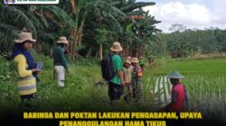 Babinsa dan Poktan Lakukan Pengasapan, Upaya Penanggulangan Hama Tikus