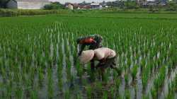 Babinsa Sananwetan Dampingi Petani Penyiangan Gulma Di Lahan Pertanian