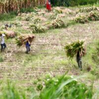 Wujud Kemanunggalan, Satgas TMMD Ke 127 Kodim 0808 Bantu Warga Panggul Pakan Ternak Dari Kebun