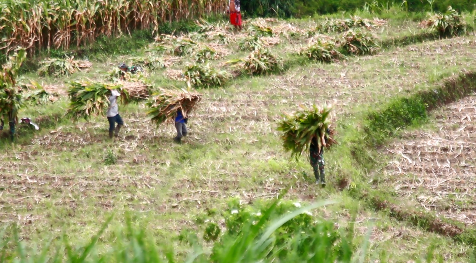 Wujud Kemanunggalan, Satgas TMMD Ke 127 Kodim 0808 Bantu Warga Panggul Pakan Ternak Dari Kebun