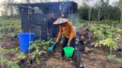 Anggota Satgas TMMD Wiltas Ke-127 Bantu Warga Rawat Tanaman Terong di Linggang Amer