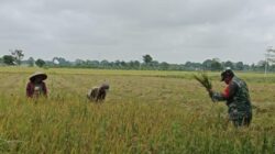 Pendampingan Panen Padi, Babinsa Koramil 1002-03/Haruyan Dukung Swasembada Pangan