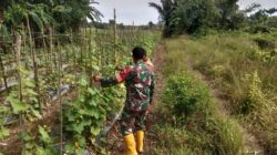 Babinsa dan Petani Bersinergi, Ketahanan Pangan di Labuan Amas Utara Makin Kuat