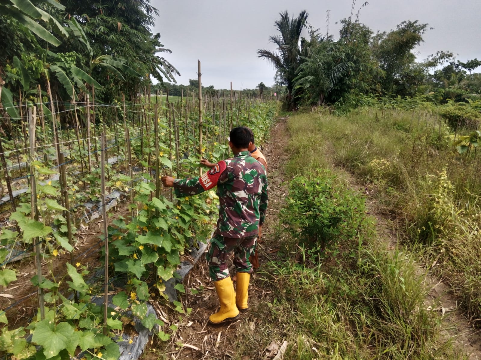 Babinsa dan Petani Bersinergi, Ketahanan Pangan di Labuan Amas Utara Makin Kuat Babinsa dan Petani Bersinergi, Ketahanan Pangan di Labuan Amas Utara Makin Kuat