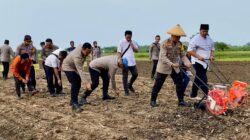 Dukung Swasembada Pangan Nasional, Polres Probolinggo Ikuti Tanam Raya Jagung Serentak Kuartal I 2026