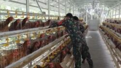 Babinsa Koramil Pandawan Aktif Dampingi Usaha Ternak Ayam Petelur BUMDes
