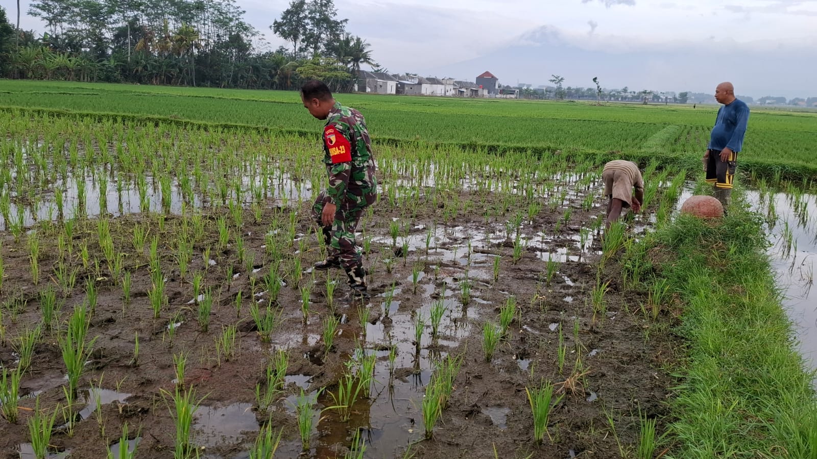 Antisipasi Darurat Pangan Nasional, Koramil Gading Melakukan Pendampingan