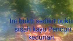 Miris, Diduga Kuat Pencuri Kayu Di Hutan Cagar Alam Kecurian Lagi Bantalannya, Sudah Menjadi Tradisi.