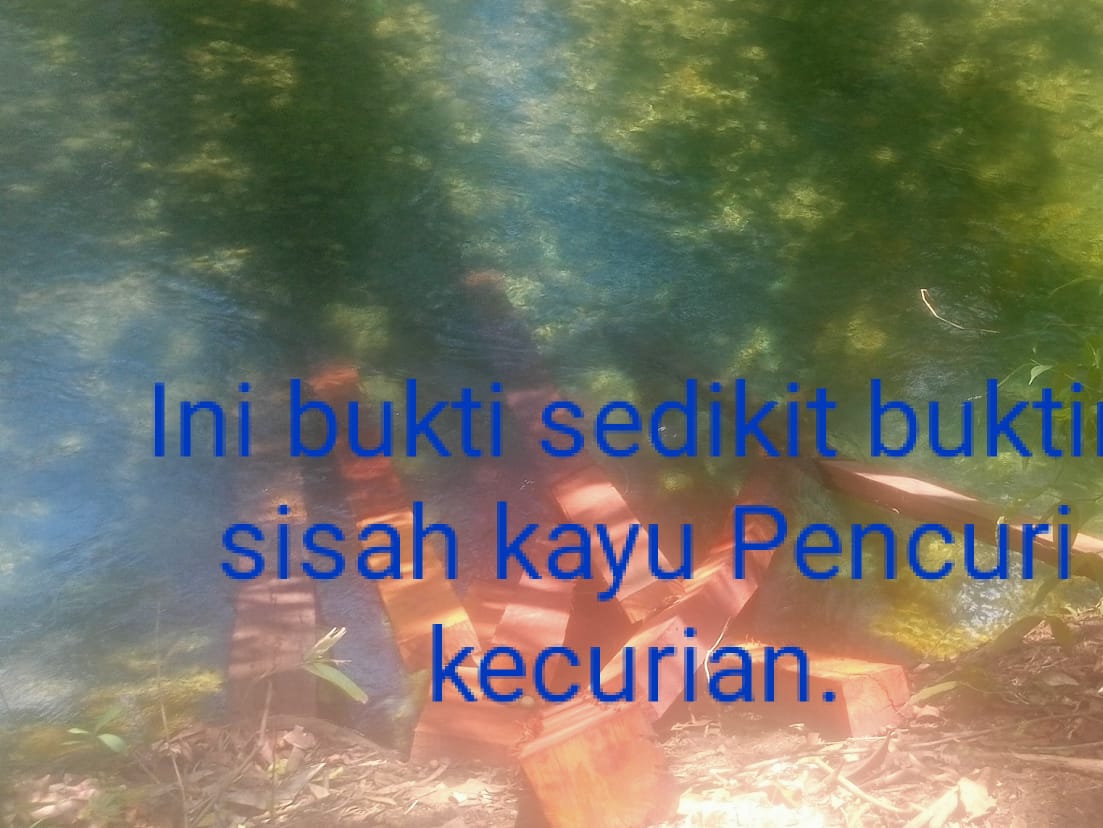 Miris, Diduga Kuat Pencuri Kayu Di Hutan Cagar Alam Kecurian Lagi Bantalannya, Sudah Menjadi Tradisi.