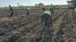 Program Ketahanan Pangan, Koramil Wonomerto Dampingi Para Petani