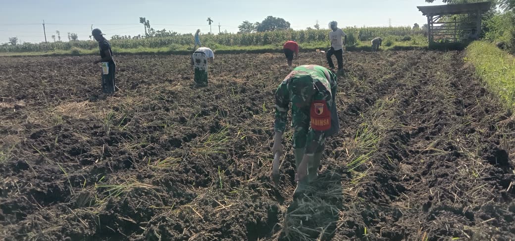 Program Ketahanan Pangan, Koramil Wonomerto Dampingi Para Petani