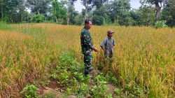 Dukung Dan Sukseskan Gerakan Antisipasi Darurat Pangan Nasional, Koramil Kuripan Dampingi Petani Wilayah Binaan