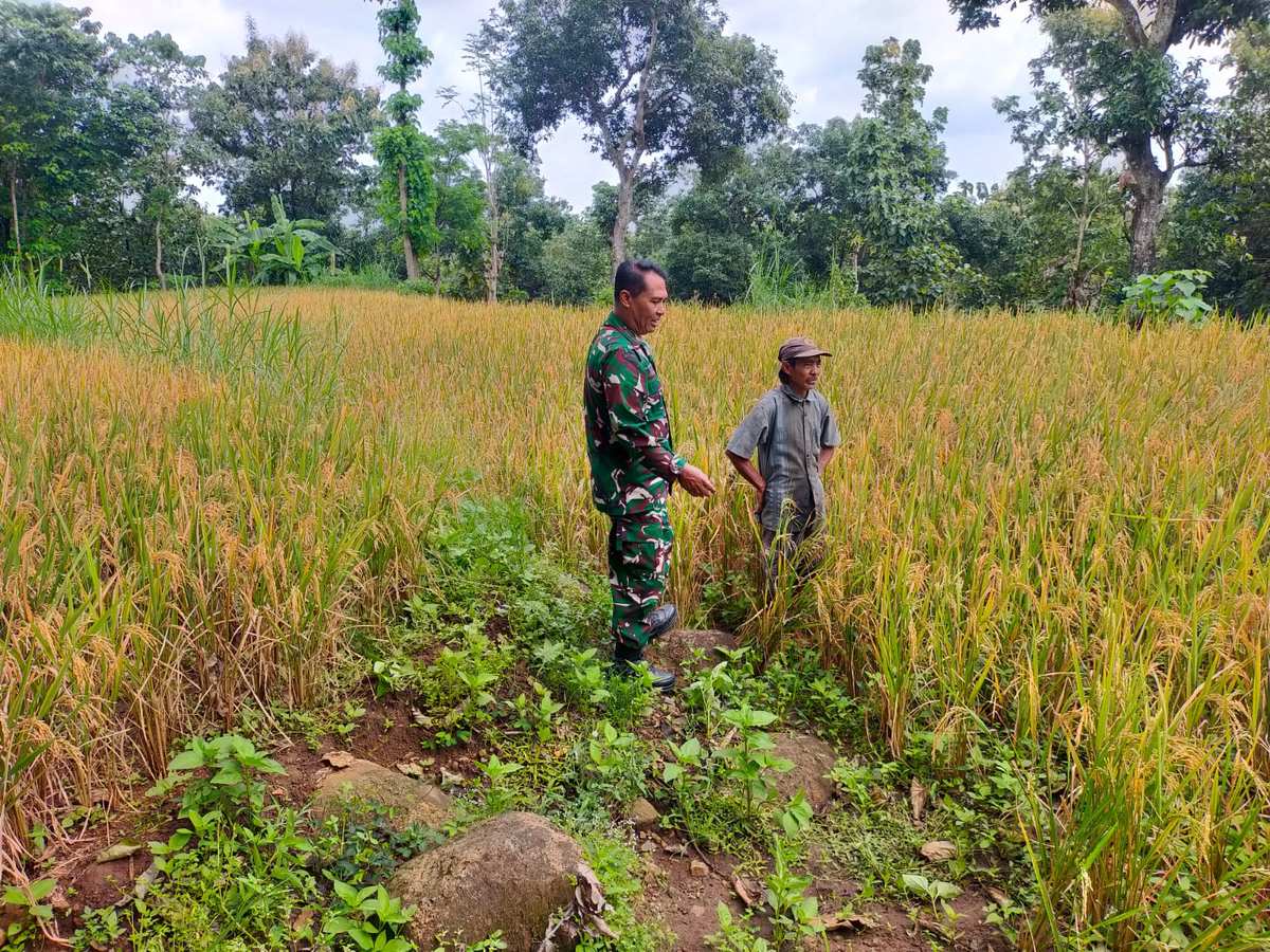 Dukung Dan Sukseskan Gerakan Antisipasi Darurat Pangan Nasional, Koramil Kuripan Dampingi Petani Wilayah Binaan