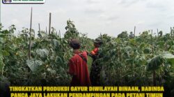 Tingkatkan Produksi Sayur Diwilayah Binaan, Babinsa Panca Jaya Lakukan Pendampingan Pada Petani Timun