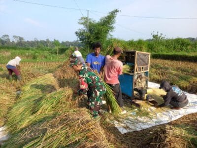 Kebersamaan TNI Dan Petani, Panen Padi Di Desa Gledug Berjalan Lancar