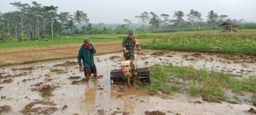 Dukung Swasembada Pangan, Babinsa Pohgajih Aktif Dampingi Petani Siapkan Lahan Sawah