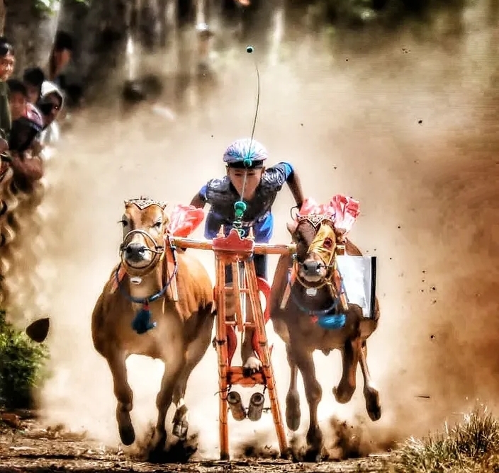 Ajang Silaturahmi PascaleBARAN, Kerapan Sapi Probolinggo Jadi Magnet Budaya dan Wisata