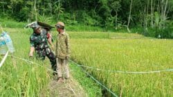 Dampingi Petani, Babinsa Koramil 0820-24/Tiris Cek Pertumbuhan Tanaman Padi