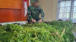 Satgas Swasembada Berhasil Ungkap Ladang Ganja di Pegunungan Bintang, Puluhan Tanaman Siap Panen Diamankan