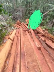 Diduga Kuat Kepala BKSDA Sulteng Matisuri, Mana Kayu Sitaan Bungku Utara Diminta Tegakan Supremasi Hukum, Marak Pembalakan Liar.