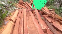 Diduga Kuat Kepala BKSDA Sulteng Matisuri, Mana Kayu Sitaan Bungku Utara Diminta Tegakan Supremasi Hukum, Marak Pembalakan Liar.