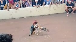 Aktivitas Sabung Ayam dan Judi Dadu di Desa Serangan Tuai Keluhan Warga