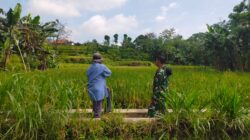 Dampingi Perawatan Tanaman Padi, Koramil Kuripan Dukung Gerakan Antisipasi Darurat Pangan Nasional