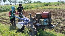 Dampingi Pengolahan Lahan Pertanian, Bentuk Komitmen Koramil Banyuanyar Sukseskan Swasembada Pangan