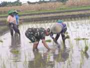 Wujud Ketahanan Pangan, Babinsa Rembang Dampingi Petani Tanam Padi Di Sananwetan