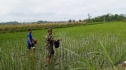 Babinsa Satrean Dampingi Perawatan Tanaman Padi, Wujudkan Ketahanan Pangan Masyarakat