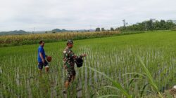 Babinsa Satrean Dampingi Perawatan Tanaman Padi, Wujudkan Ketahanan Pangan Masyarakat