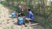 Babinsa Kandangan Dampingi Petani Lakukan Penyemprotan POC Untuk Tingkatkan Pertumbuhan Jagung
