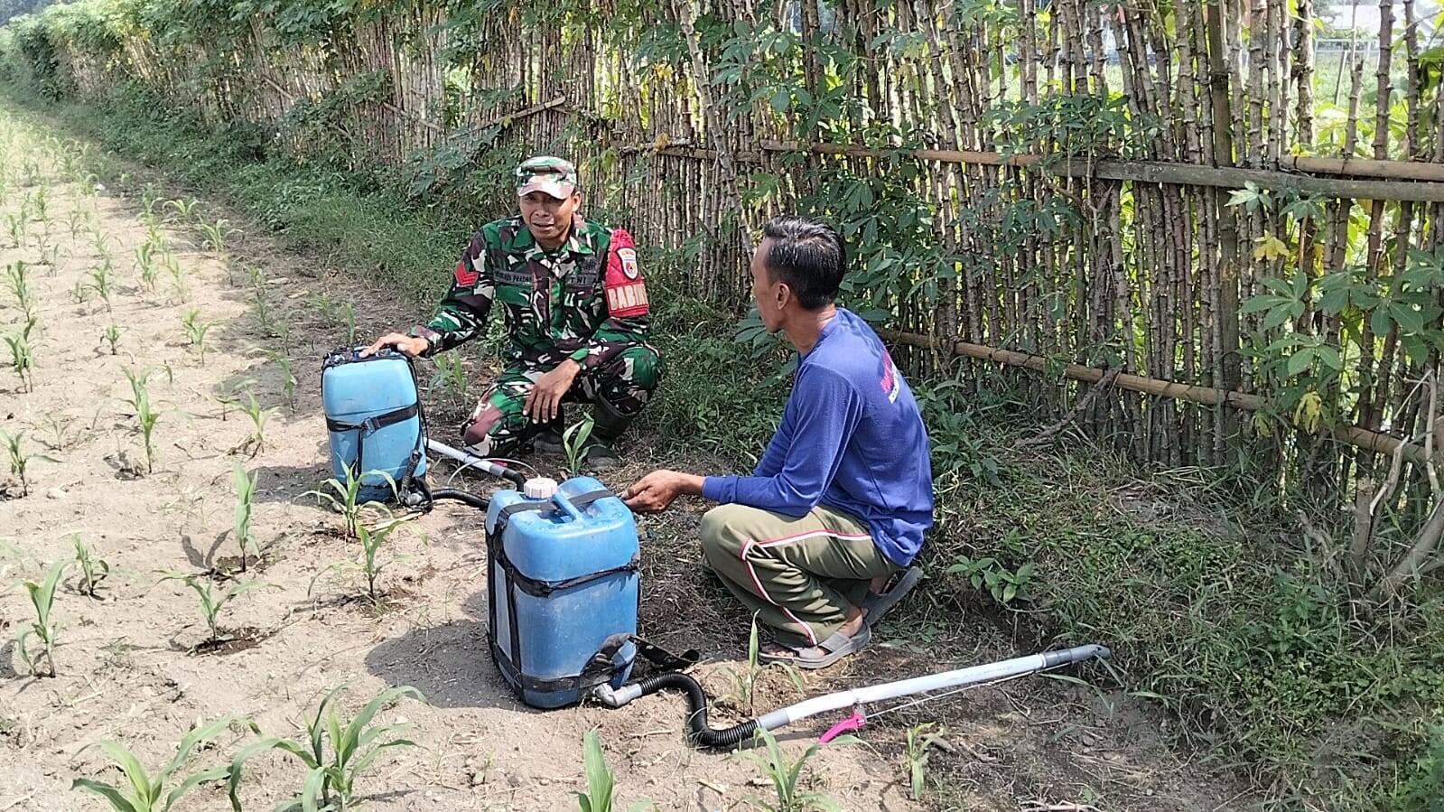Babinsa Kandangan Dampingi Petani Lakukan Penyemprotan POC Untuk Tingkatkan Pertumbuhan Jagung Babinsa Kandangan Dampingi Petani Lakukan Penyemprotan POC Untuk Tingkatkan Pertumbuhan Jagung